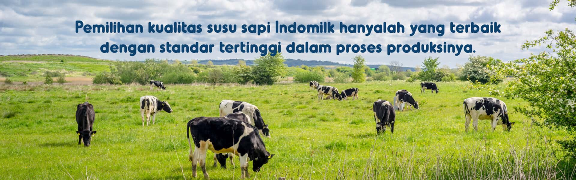 Pemilihan kualitas susu sapi Indomilk hanyalah yang terbaik dengan standar tertinggi dalam proses produksinya.