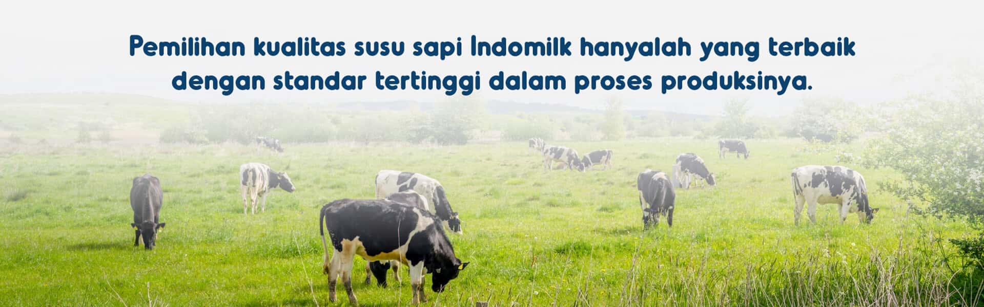 Pemilihan Kualiatas susu Terbaik